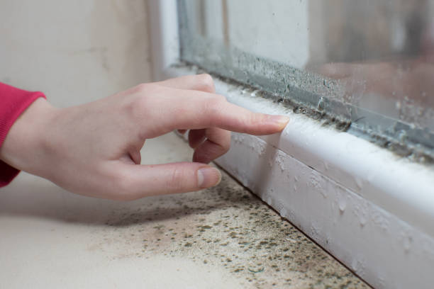Best Mold Prevention Services  in Geneva, FL